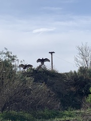 Cathartes aura