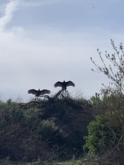Cathartes aura