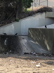 Corvus brachyrhynchos