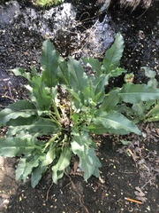 Rumex obtusifolius