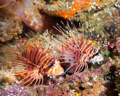Pterois antennata