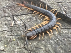 Scolopendra japonica