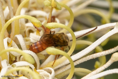 Corynura corinogaster