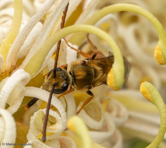 Corynura corinogaster