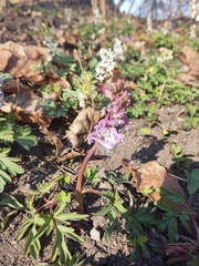 Corydalis cava