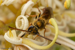 Corynura corinogaster