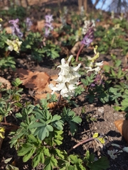 Corydalis cava