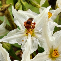 Trigona chanchamayoensis