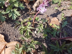 Corydalis cava