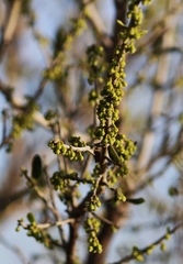 Forestiera angustifolia