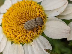 Sclerum armatum