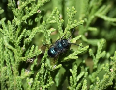 Osmia ribifloris