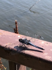 Orthetrum melania melania