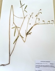 Desmodium tenuifolium