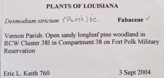 Desmodium tenuifolium