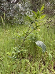 Lonicera involucrata