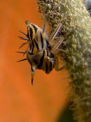 Aconophora laminata