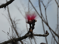 Pseudobombax ellipticum