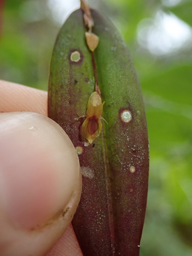 Image of Lepanthes mucronata by (c) Nolan Exe, some rights reserved (CC BY)