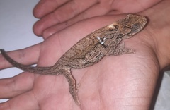Bradypodion ventrale