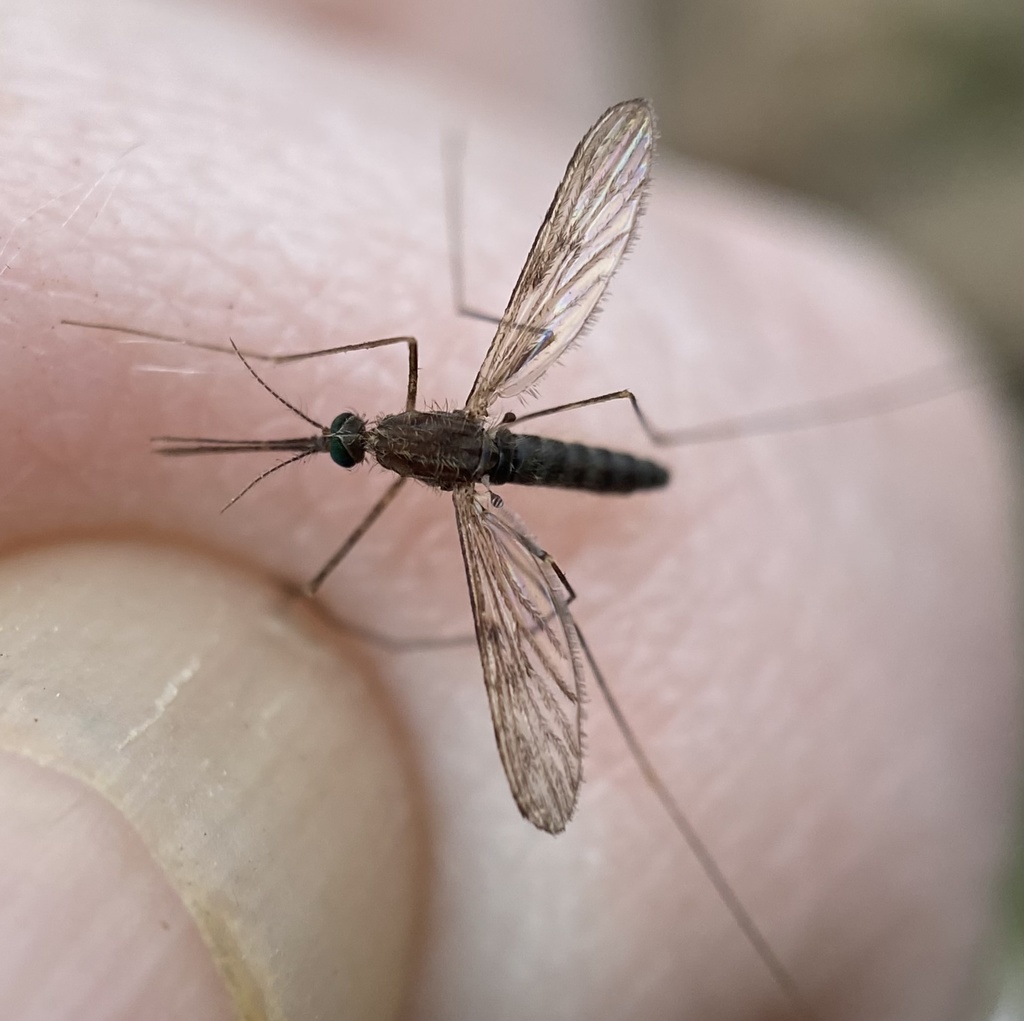 Common malaria mosquito