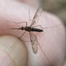 North American Malaria Mosquito - Photo (c) fuzzyspider, some rights reserved (CC BY-NC), uploaded by fuzzyspider