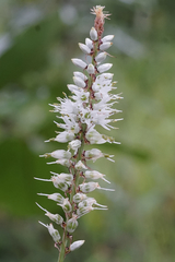 Chlorophytum colubrinum