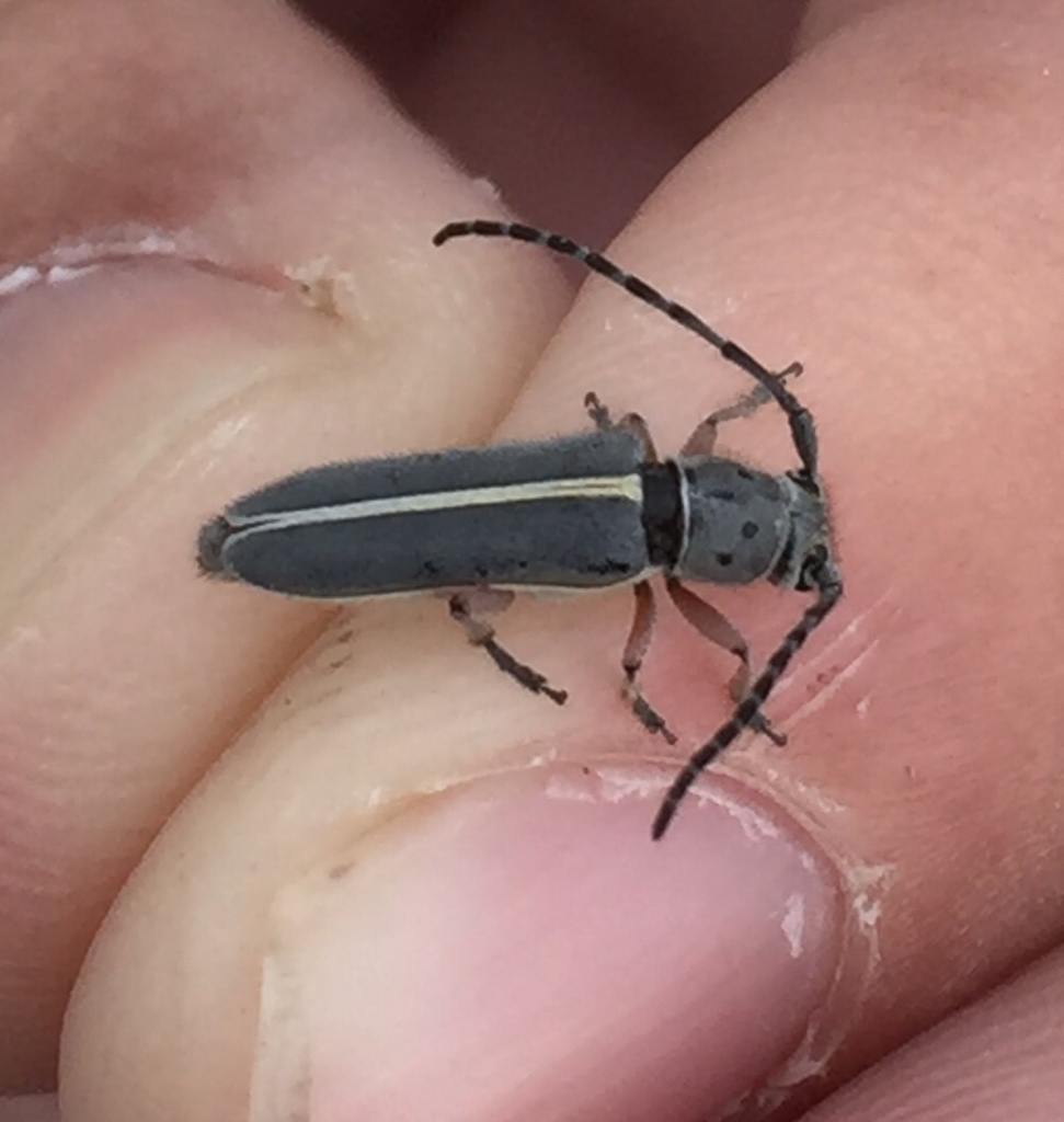 Mecas pergrata
