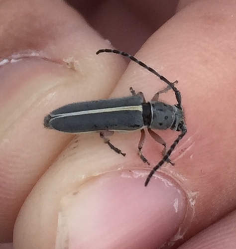 Mecas pergrata