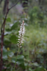 Chlorophytum colubrinum