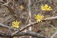 Cornus officinalis