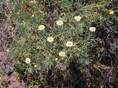 Argyranthemum frutescens frutescens