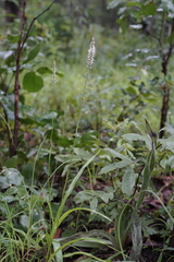 Chlorophytum colubrinum