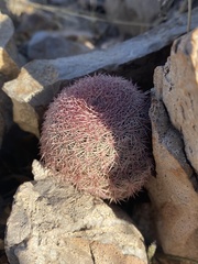 Echinocereus pectinatus rutowiorum