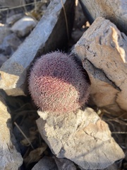 Echinocereus pectinatus rutowiorum
