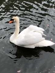 Cygnus olor