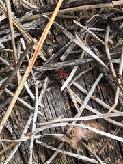 Melanocoryphus tristrami