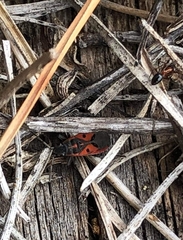 Melanocoryphus tristrami