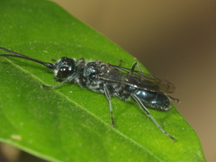 Trirogma caerulea