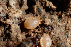 Paracletus cimiciformis