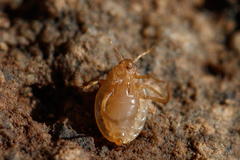 Paracletus cimiciformis