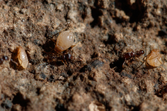 Paracletus cimiciformis