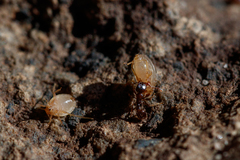 Paracletus cimiciformis