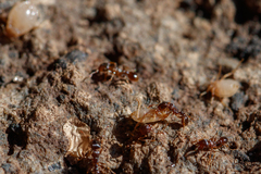 Paracletus cimiciformis