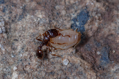 Paracletus cimiciformis