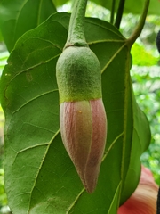 Thespesia grandiflora