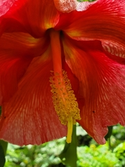 Thespesia grandiflora