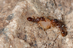 Paracletus cimiciformis