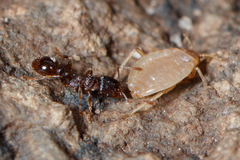 Paracletus cimiciformis