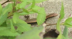 Sphenomorphus maculatus